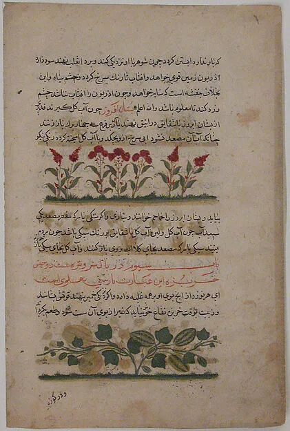 "Purple Amaranth and Watermelon", Folio from a Dispersed Nuzhatnama-i ‘Ala’i of Shahmardan ibn Abi’l Khayr — تصویر رکورد موزهٔ متروپولیتن (دسترسی آزاد)