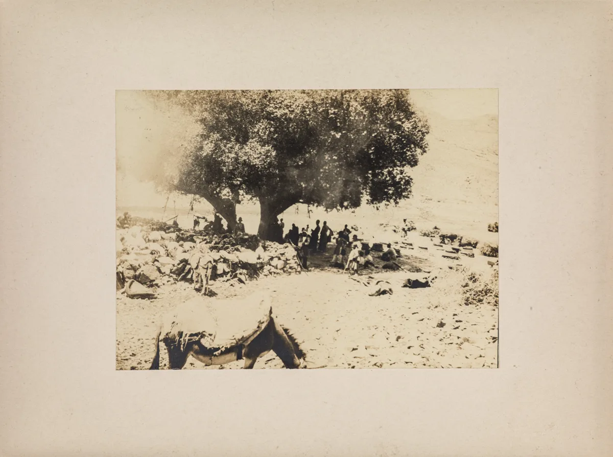 Sheep herd (front Asian expedition 1906-1907 - 4 Persia 1907) — تصویر رکورد یوروپیانا