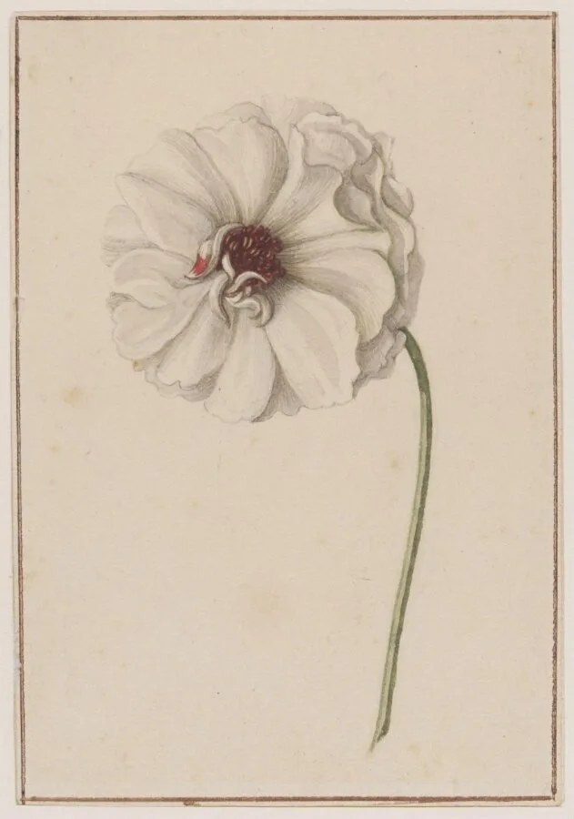 Persian Buttercup (<i>Ranunculus asiaticus</i>) — تصویر رکورد موزهٔ ویکتوریا و آلبرت
