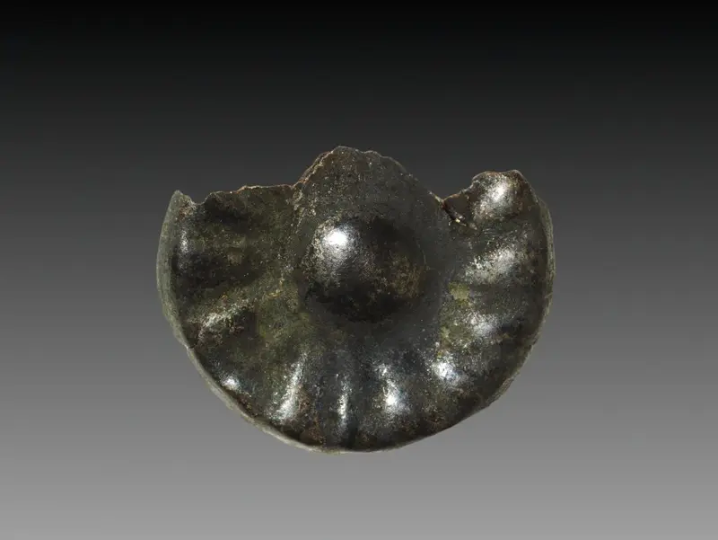 Rosette for Wig Decoration — تصویر رکورد موزهٔ هنر کلیولند (دسترسی آزاد) — شمارهٔ رکورد 1914.795.k