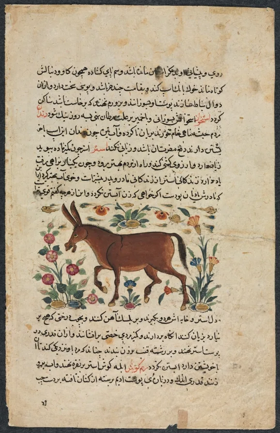 Khar (Ass), from a Nuzhat-nama-yi ala'i (Excellent Book of Counsel) of Shahmardan ibn Abi al-khayrr (verso) — تصویر رکورد موزهٔ هنر کلیولند (دسترسی آزاد)