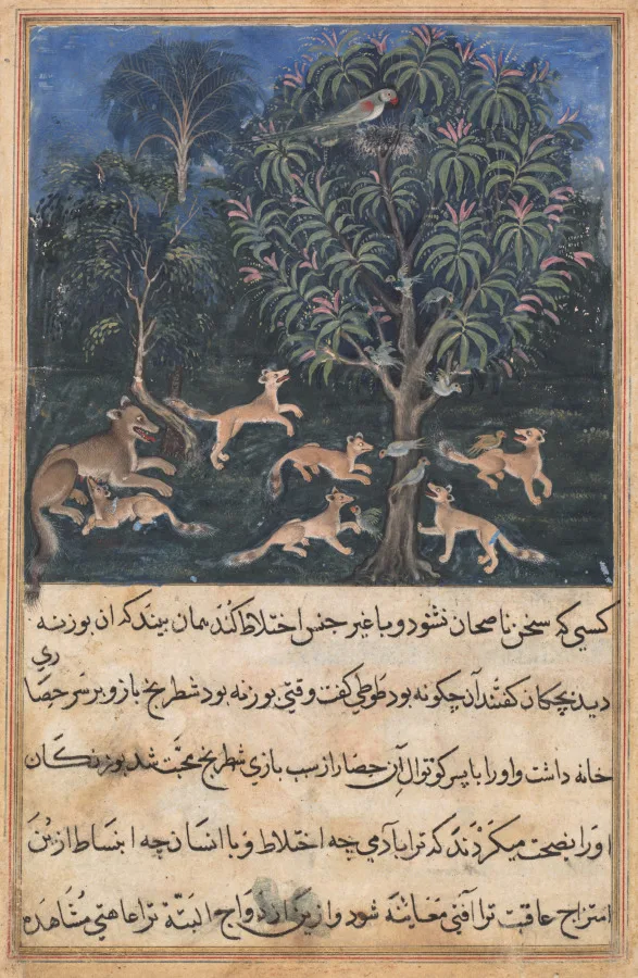 The parrot mother cautions her young on the danger of playing with foxes, from a Tuti-nama (Tales of a Parrot): Fifth Night — تصویر رکورد موزهٔ هنر کلیولند (دسترسی آزاد)