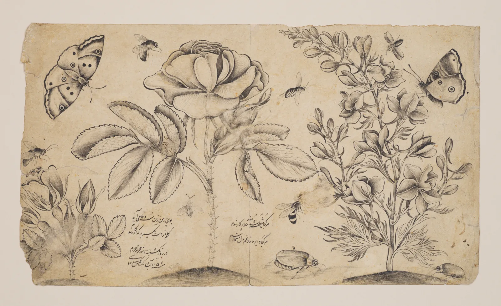 Drawing with Flowers, Butterflies, and Insects — تصویر رکورد موزهٔ متروپولیتن (دسترسی آزاد)