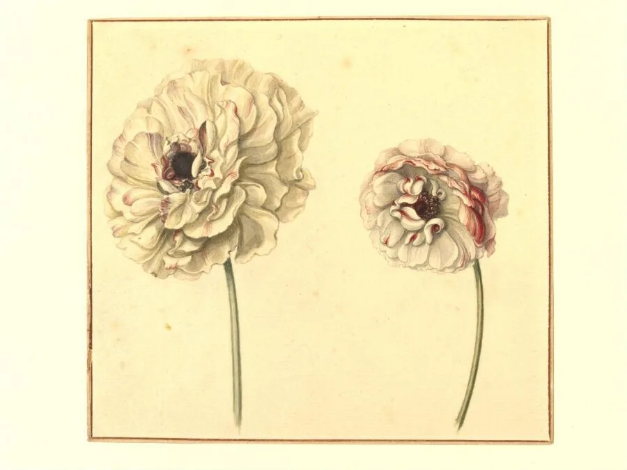 Two Persian Buttercups (<i>Ranunculus asiaticus</i>) — تصویر رکورد موزهٔ ویکتوریا و آلبرت