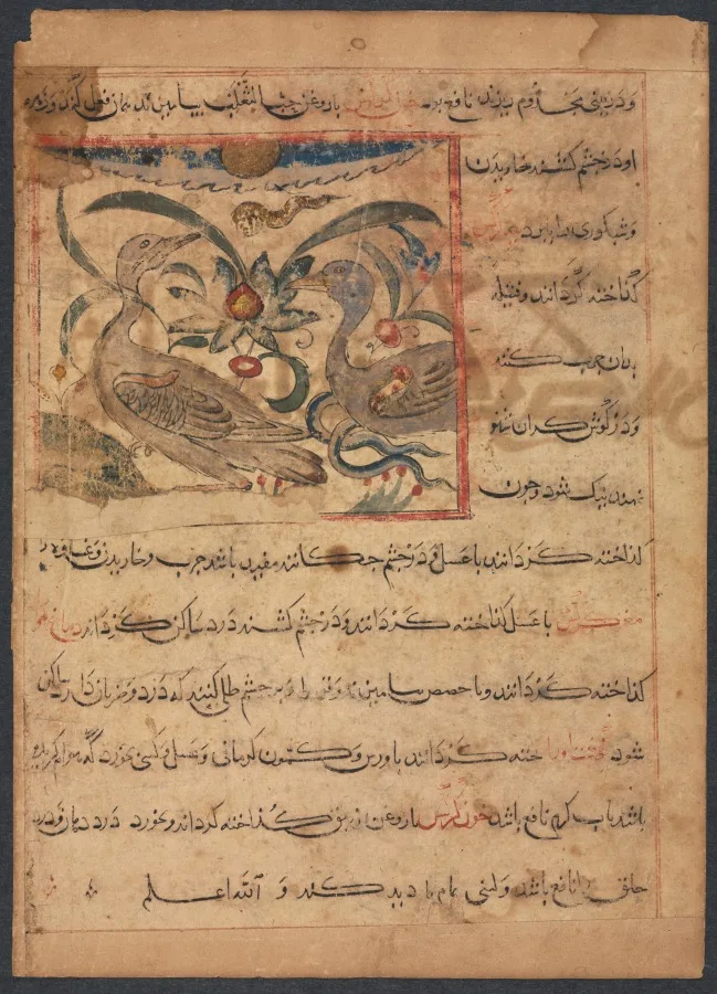 "Benefits of the Parts of Vultures" (From the Manafi' al-Haywan of Abu Sai'd Ubayd-Allay Ibn Bakhtishu) (verso) — تصویر رکورد موزهٔ هنر کلیولند (دسترسی آزاد)