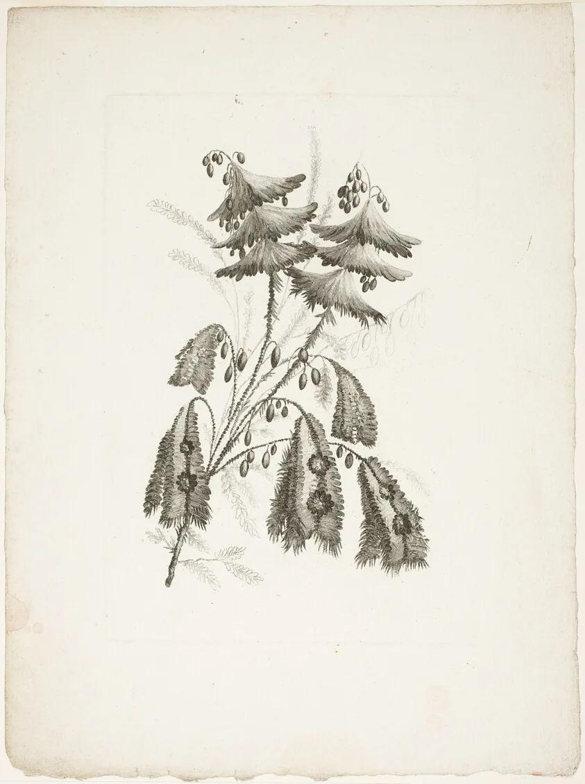 Bouquet, from Collection of New Flowers of Taste for the Manufacture of Persian Cloth, Invented and Drawn by Jean Pillement — تصویر رکورد مؤسسهٔ هنر شیکاگو (دسترسی آزاد)