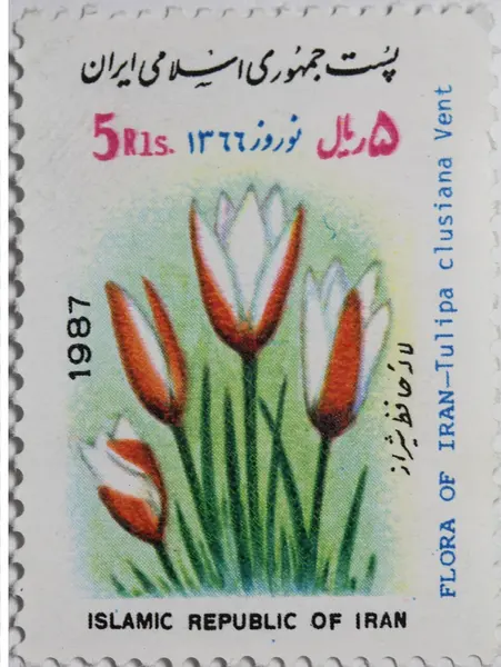 Tulipa clusiana, stamp — تصویر از ویکی‌انبار