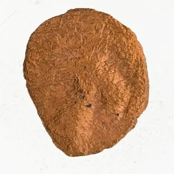 روی نمونهٔ موزه‌ای 1997.66.7061 از این تیپ