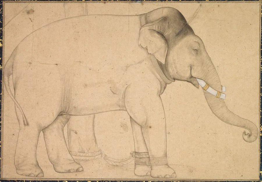 Drawing of an Elephant — تصویر رکورد موزهٔ هنر کلیولند (دسترسی آزاد)