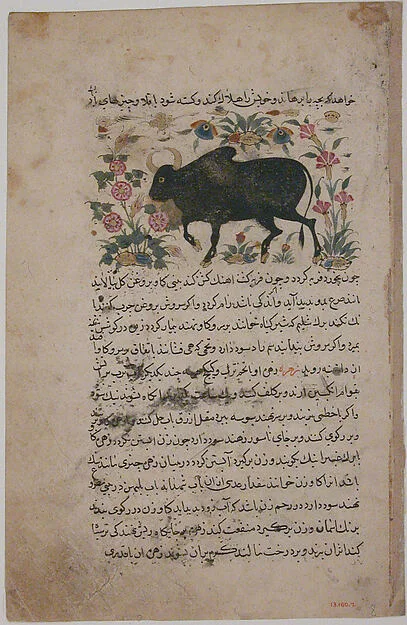 "A Bull", Folio from a Dispersed Nuzhatnama-i ‘Ala’i of Shahmardan ibn Abi’l Khayr — تصویر رکورد موزهٔ متروپولیتن (دسترسی آزاد)