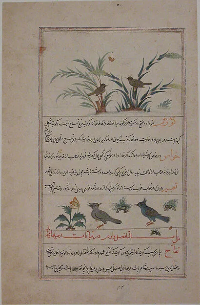 Folio from a Bestiary and Herbal — تصویر رکورد موزهٔ متروپولیتن (دسترسی آزاد)