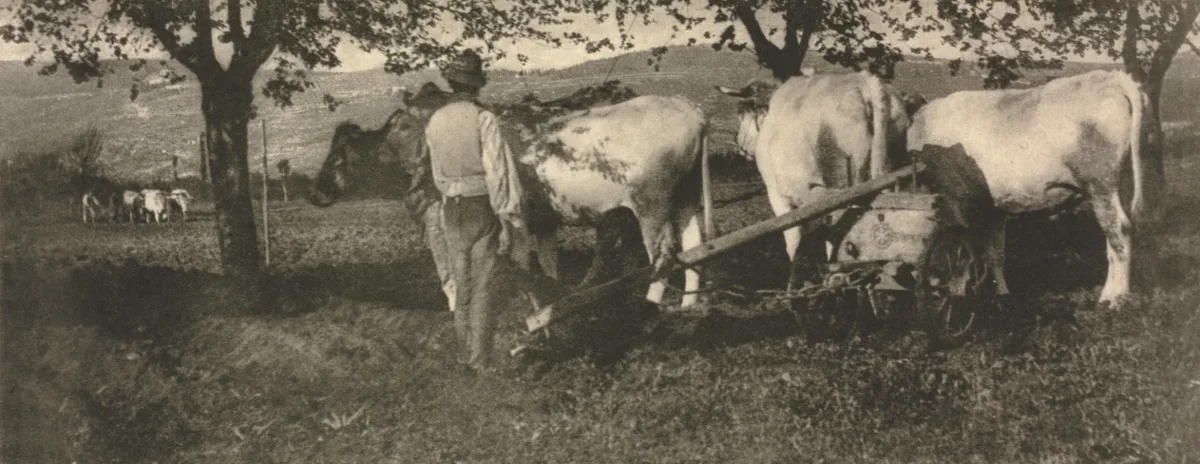 Camera Work: Ploughing Team — تصویر رکورد موزهٔ هنر کلیولند (دسترسی آزاد)
