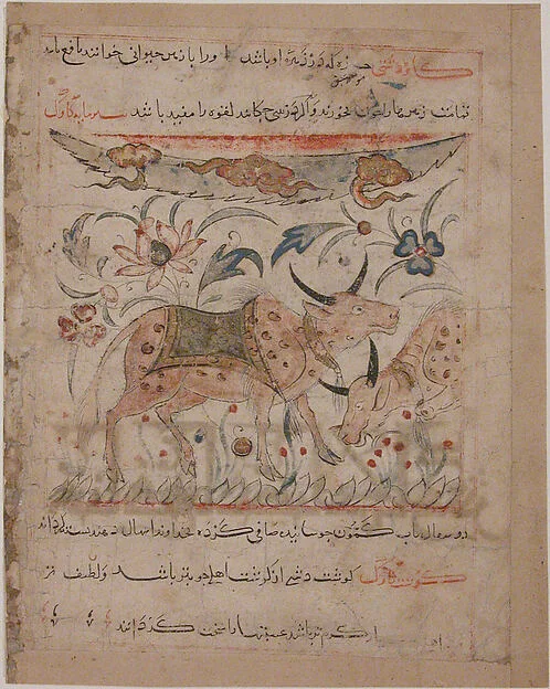"Oxen amongst Foliage", Folio from a Manafi' al-Hayawan (On the Usefulness of Animals) of Ibn Bakhtishu' — تصویر رکورد موزهٔ متروپولیتن (دسترسی آزاد)