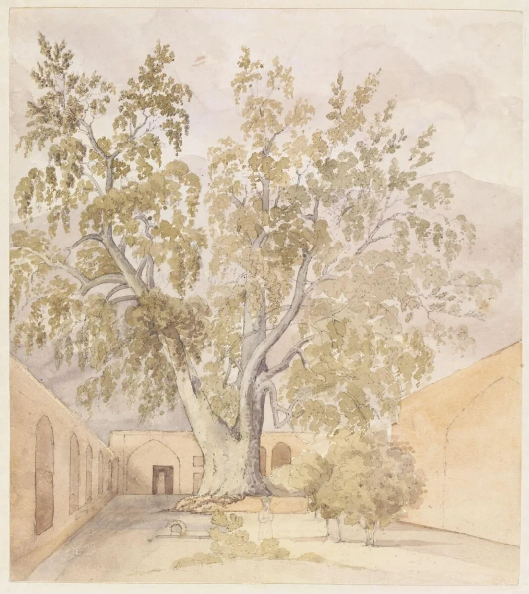 Plane Tree (Chenar) Shemaroon near Tehran Persia — تصویر رکورد موزهٔ ویکتوریا و آلبرت