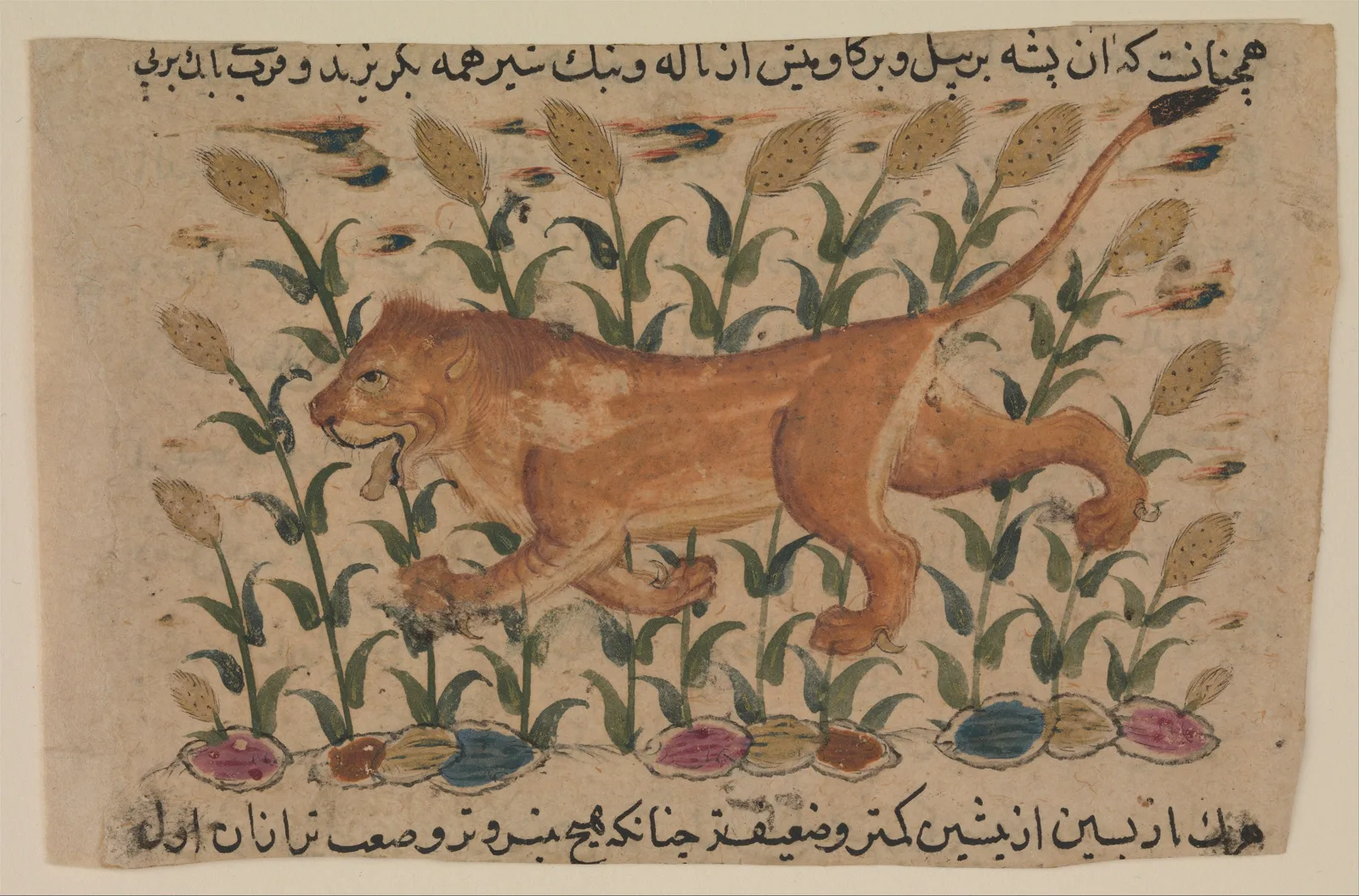 " A Lion", Folio from a Dispersed Nuzhatnama-i ‘Ala’i of Shahmardan ibn Abi’l Khayr — تصویر رکورد موزهٔ متروپولیتن (دسترسی آزاد)