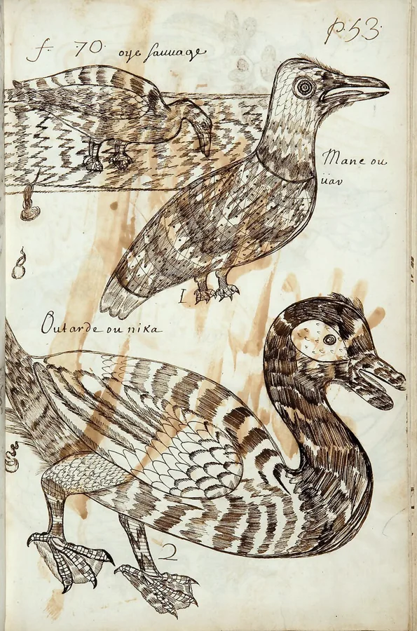 Codex canadensis — تصویر رکورد ویکیداده