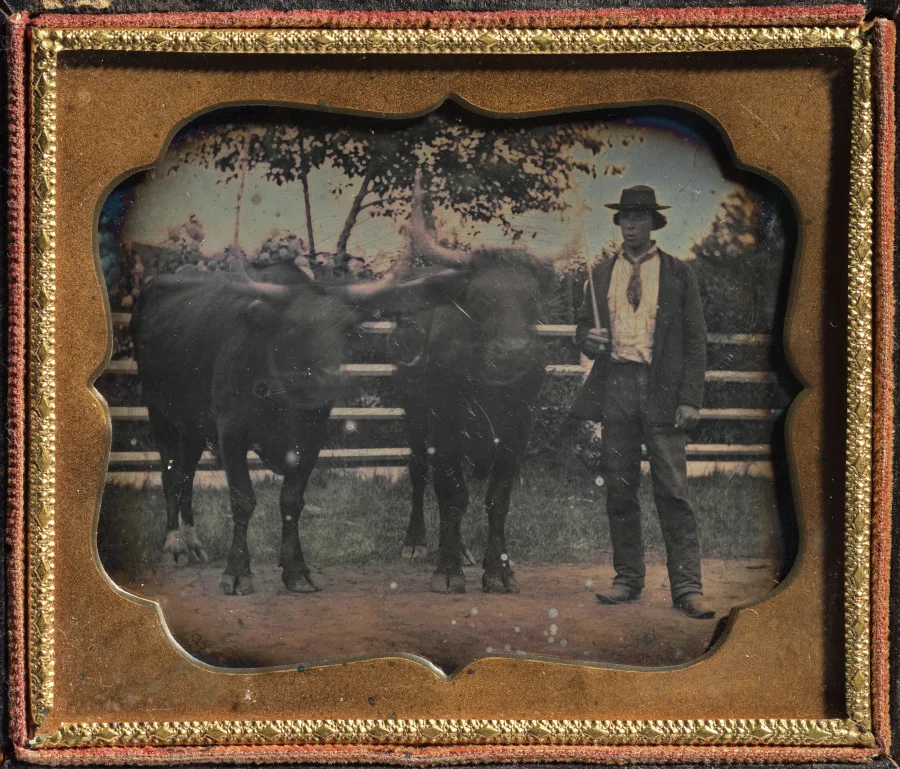 Two Oxen and Driver — تصویر رکورد موزهٔ هنر کلیولند (دسترسی آزاد)