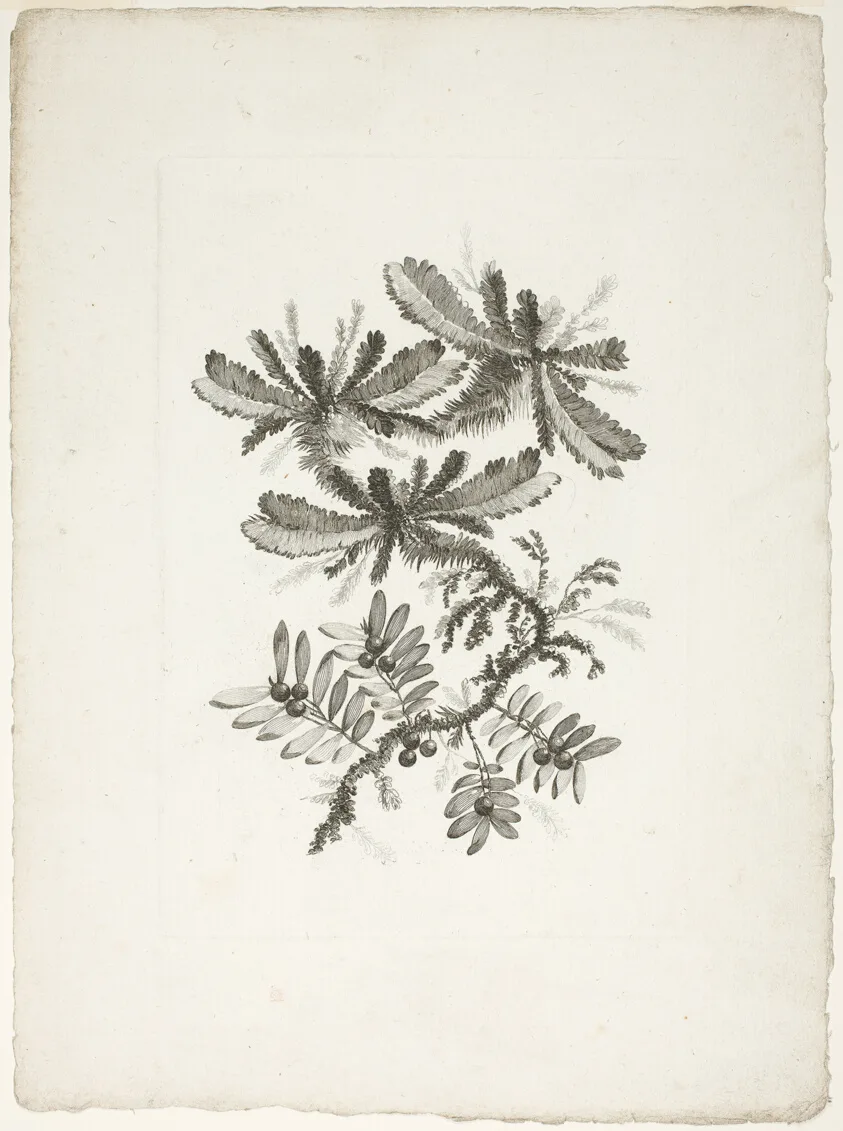 Bouquet, from Collection of New Flowers of Taste for the Manufacture of Persian Cloth, Invented and Drawn by Jean Pillement — تصویر رکورد مؤسسهٔ هنر شیکاگو (دسترسی آزاد)