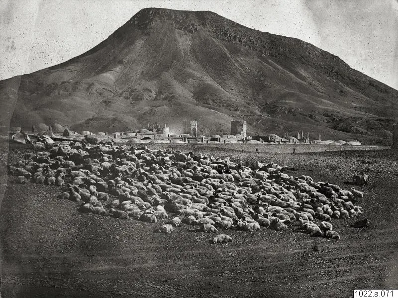 berg, landskap, får, fotografi, photograph — تصویر رکورد یوروپیانا