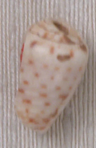 مهره — نمای تکمیلی ثبت‌شده در رکورد موزه