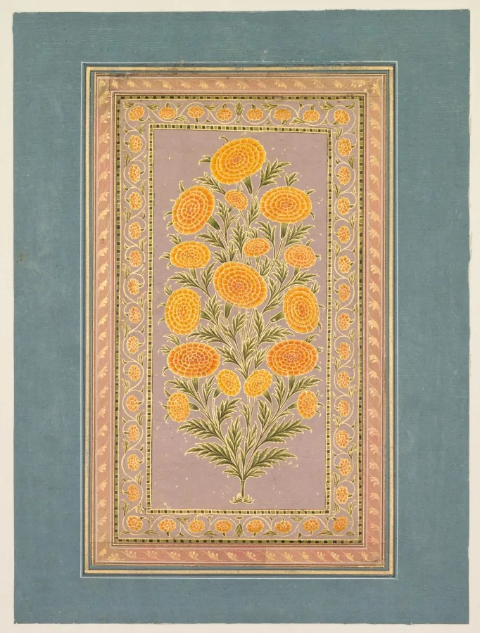 Flowering Marigold (verso) — تصویر رکورد موزهٔ هنر کلیولند (دسترسی آزاد)