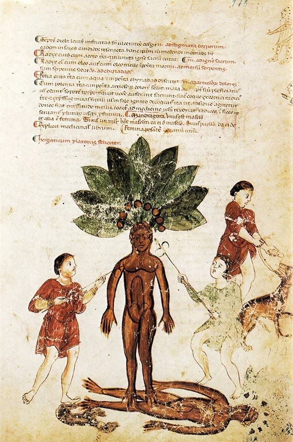 Herbarium Apuleii Platonici — تصویر رکورد ویکیداده