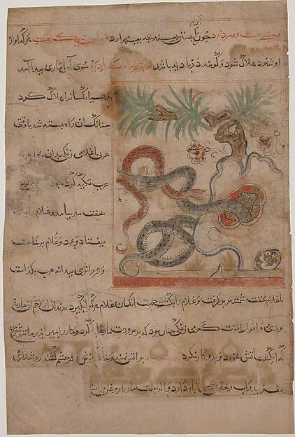 "Pair of Serpents", Folio from a Manafi' al-Hayawan (On the Usefulness of Animals) of Ibn Bakhtishu' — تصویر رکورد موزهٔ متروپولیتن (دسترسی آزاد)