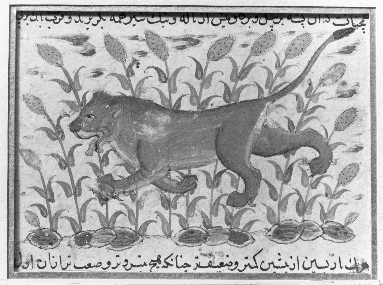 «شیر»، برگی از نسخه پراکنده نزهتنامه علایی شهمردان بن ابیالخیر — نمای تکمیلی ثبتشده در رکورد موزه