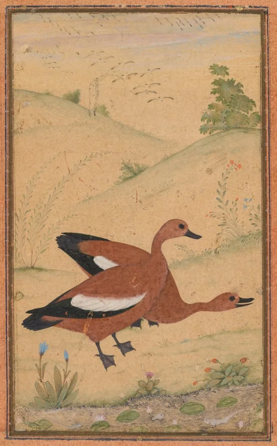A pair of Brahminy ducks — تصویر رکورد موزهٔ هنر کلیولند (دسترسی آزاد)