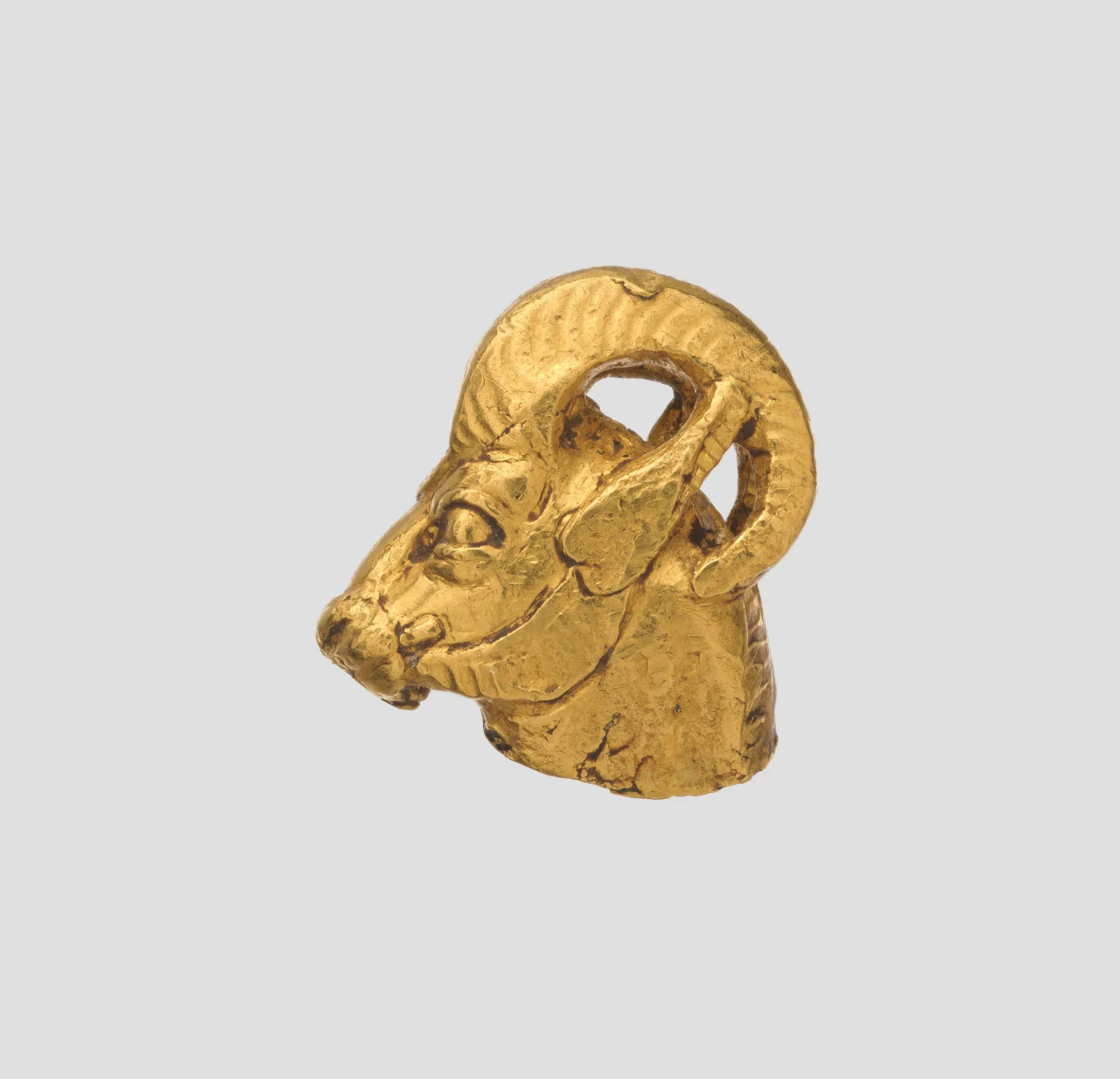 Head of a wild ram — تصویر رکورد موزهٔ متروپولیتن (دسترسی آزاد)