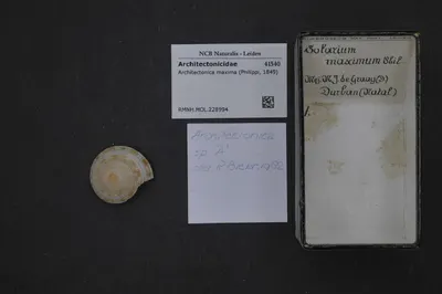 Architectonica maxima (Philippi, 1849) — تصویر رکورد یوروپیانا