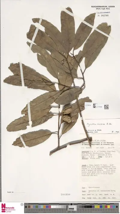 Myristica insipida R.Br. — تصویر رکورد یوروپیانا
