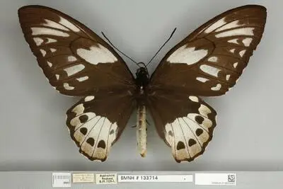 Ornithoptera priamus poseidon Doubleday, 1847 — تصویر رکورد یوروپیانا