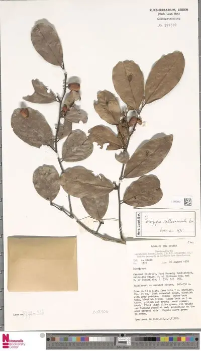 Diospyros villosiuscula Kosterm. — تصویر رکورد یوروپیانا