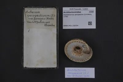 Architectonica perspectiva (Linnaeus, 1758) — تصویر رکورد یوروپیانا