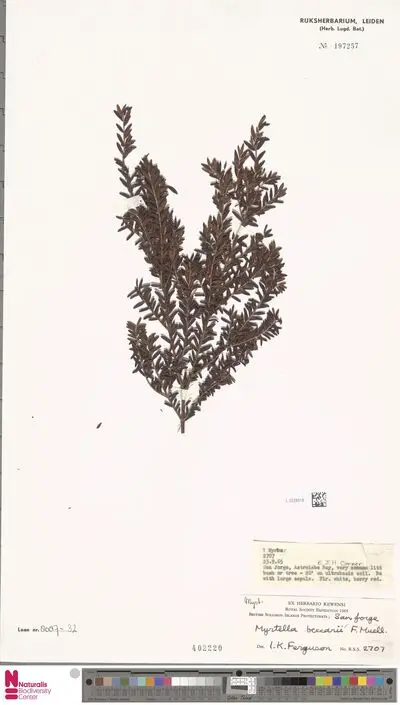 Myrtella beccarii F.Muell. — تصویر رکورد یوروپیانا