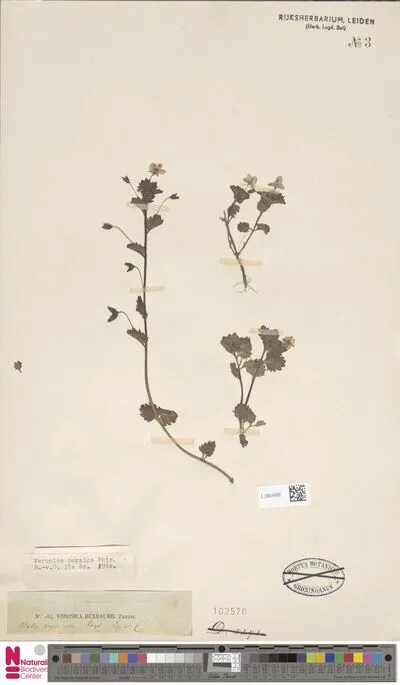 Veronica persica Poir. — تصویر رکورد یوروپیانا