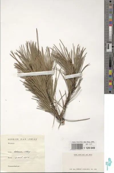 Pinus sp. — تصویر رکورد یوروپیانا