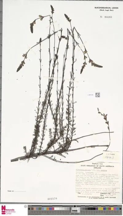 Euphrasia collina R.Br. subsp. collina — تصویر رکورد یوروپیانا