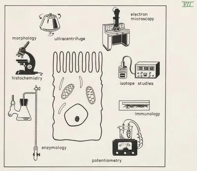 Types of research concerning the Villus cell — تصویر رکورد یوروپیانا