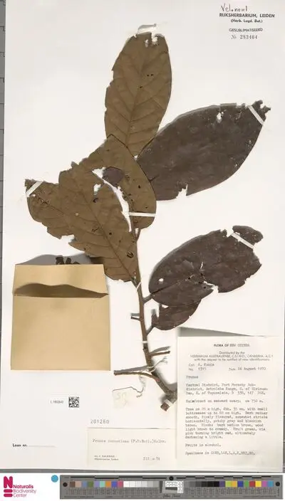 Prunus turneriana (F.M.Bailey) Kalkman — تصویر رکورد یوروپیانا