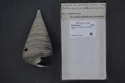Telescopium telescopium (Linnaeus, 1758) — تصویر رکورد یوروپیانا