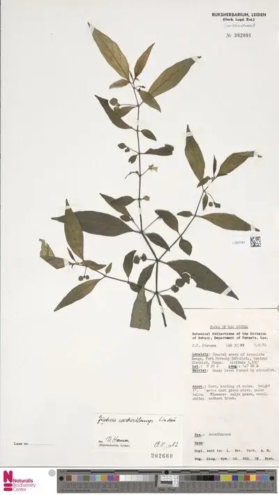 Justicia cardiochlamys Lindau — تصویر رکورد یوروپیانا