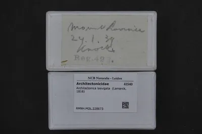Architectonica laevigata (Lamarck, 1816) — تصویر رکورد یوروپیانا