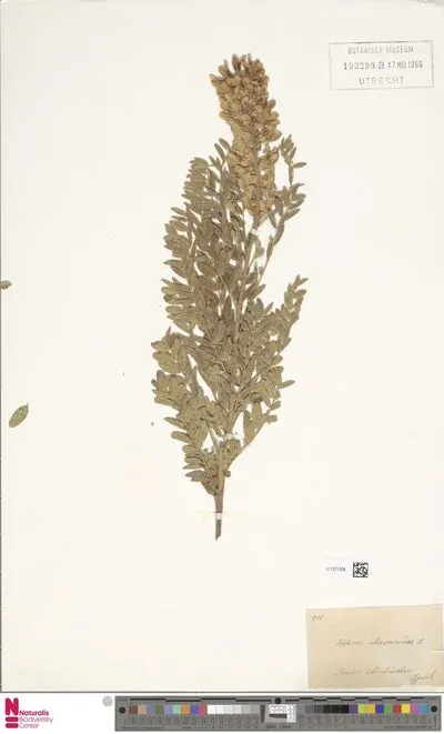 Sophora alopecuroides L. — تصویر رکورد یوروپیانا