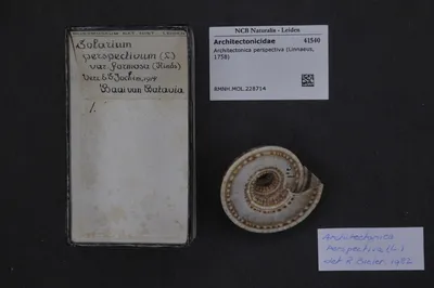 Architectonica perspectiva (Linnaeus, 1758) — تصویر رکورد یوروپیانا