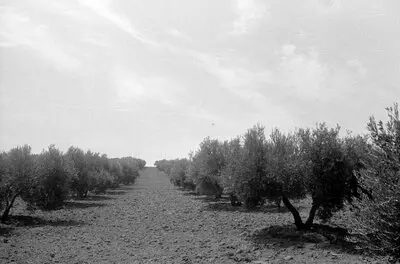 Olivenplantage — تصویر رکورد یوروپیانا