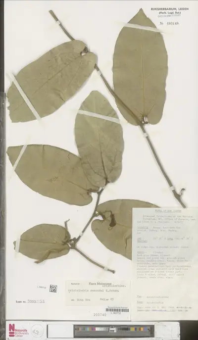Aristolochia momandul K.Schum. — تصویر رکورد یوروپیانا
