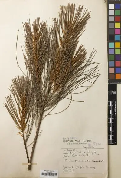 Pinus L. — تصویر رکورد یوروپیانا