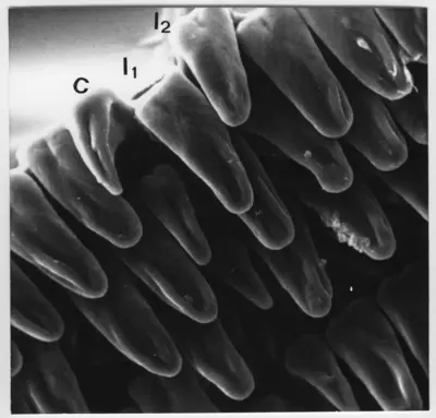 Microscope image 2000/1 of G. lychnidicus and L. Ochrid Designation 70/7 on the back. — تصویر رکورد یوروپیانا